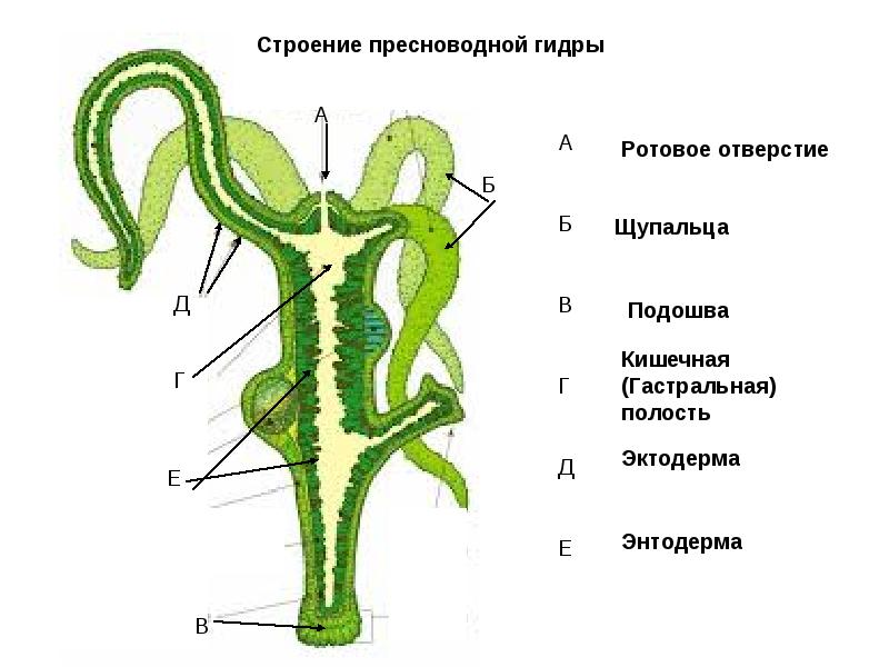 Кракен сайт даркнет официальный